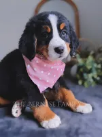 Rosy, a female Bernese Mountain Dog for sale in Albany, NY – Photo 1 of 7