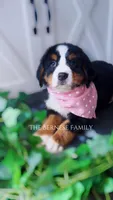 Female 1, a female Bernese Mountain Dog for sale in Albany, NY – Photo 2 of 5