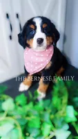Female 1, a female Bernese Mountain Dog for sale in Albany, NY – Photo 4 of 5