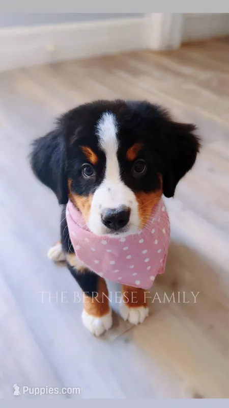 Rosie – Bernese Mountain Dog puppy for sale in Albany, NY