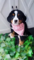 Female 1, a female Bernese Mountain Dog for sale in Albany, NY – Photo 1 of 5