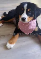 Rosie, a female Bernese Mountain Dog for sale in Albany, NY – Photo 2 of 3