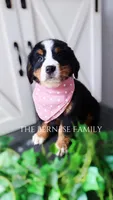 Female 1, a female Bernese Mountain Dog for sale in Albany, NY – Photo 5 of 5