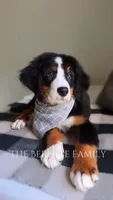 Laser discounted, a male Bernese Mountain Dog for sale in Albany, NY – 5 of 10