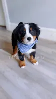 Mason discounted, a male Bernese Mountain Dog for sale in Albany, NY – 3 of 7