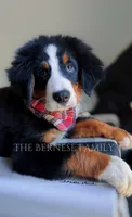 Laser, a male Bernese Mountain Dog for sale in Albany, NY – 5 of 5