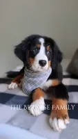 Laser discounted, a male Bernese Mountain Dog for sale in Albany, NY – 4 of 10