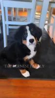 Laser discounted, a male Bernese Mountain Dog for sale in Albany, NY – 1 of 10
