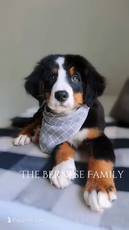 Laser – Bernese Mountain Dog puppy for sale in Albany, NY