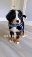 Mason discounted, a male Bernese Mountain Dog for sale in Albany, NY – 2 of 7
