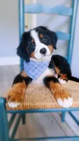 Mason discounted, a male Bernese Mountain Dog for sale in Albany, NY – 6 of 7