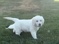 Green, a male English Cream Golden Retriever for sale in Toppenish, WA – 2 of 4