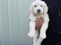P Female, a female English Cream Golden Retriever for sale in Toppenish, WA – 2 of 5
