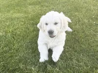 Y Male, a male English Cream Golden Retriever for sale in Toppenish, WA – 2 of 4