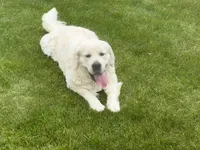 Pink , a female English Cream Golden Retriever for sale in Toppenish, WA – 3 of 3