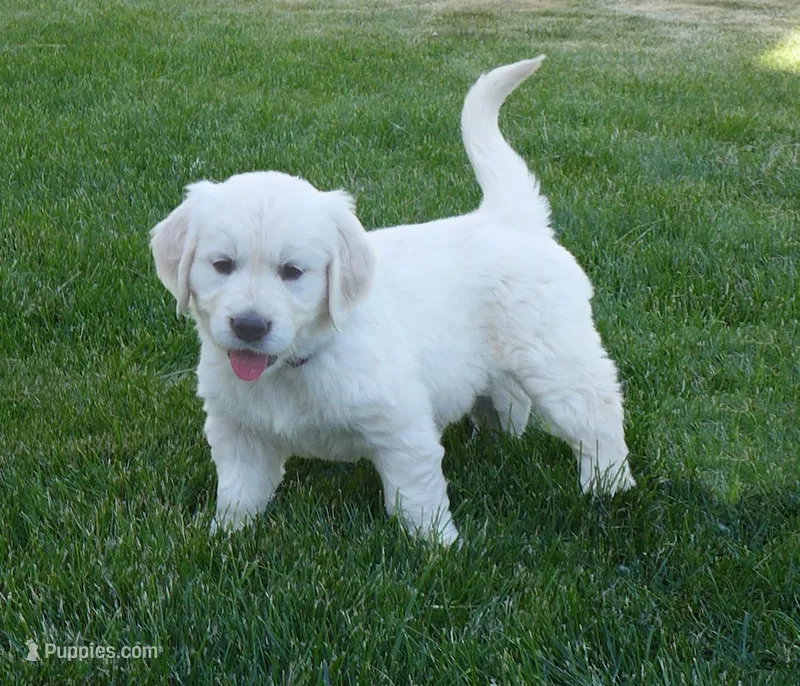 P Female – English Cream Golden Retriever puppy for sale in Toppenish, WA
