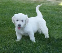 P Female, a female English Cream Golden Retriever for sale in Toppenish, WA – 1 of 5
