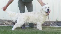 P Female, a female English Cream Golden Retriever for sale in Toppenish, WA – 5 of 5