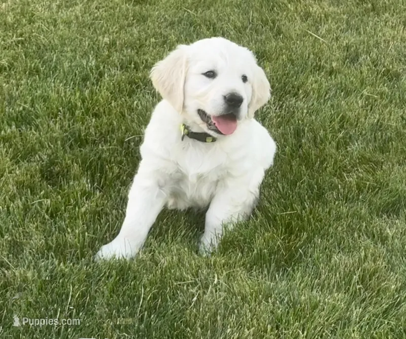 Y Male – English Cream Golden Retriever puppy for sale in Toppenish, WA