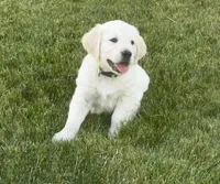 Y Male, a male English Cream Golden Retriever for sale in Toppenish, WA – 1 of 4