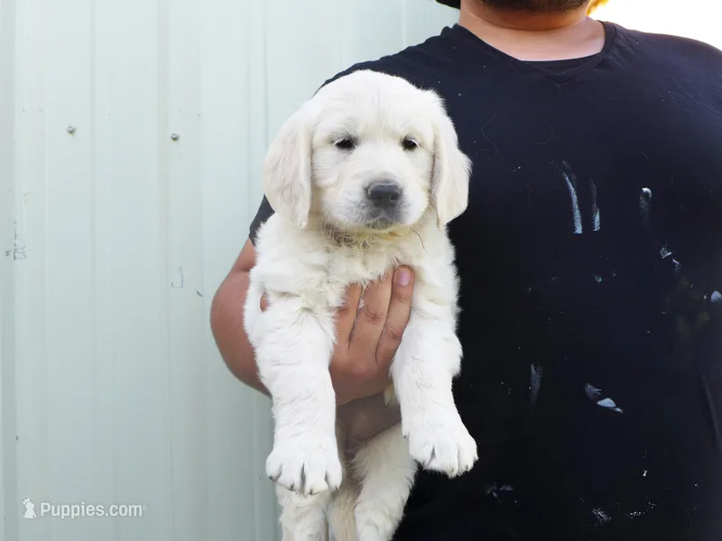 B Boy – English Cream Golden Retriever puppy for sale in Toppenish, WA
