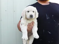 B Boy, a male English Cream Golden Retriever for sale in Toppenish, WA – 1 of 4