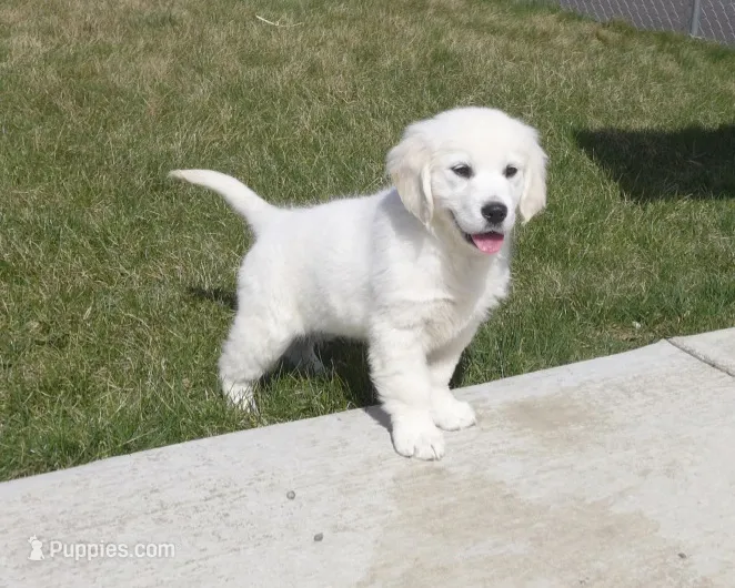 White – English Cream Golden Retriever puppy for sale in Toppenish, WA