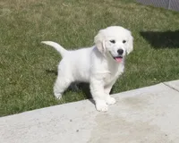 White, a female English Cream Golden Retriever for sale in Toppenish, WA – 1 of 4