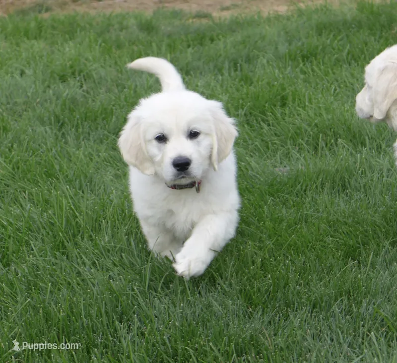 Pink  – English Cream Golden Retriever puppy for sale in Toppenish, WA