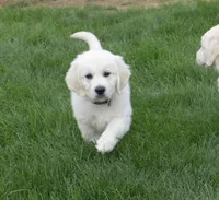 Pink , a female English Cream Golden Retriever for sale in Toppenish, WA – 1 of 3