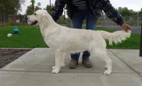 B Boy, a male English Cream Golden Retriever for sale in Toppenish, WA – 4 of 4