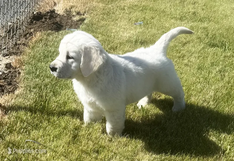 P Female – English Cream Golden Retriever puppy for sale in Toppenish, WA