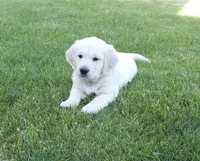 B Boy, a male English Cream Golden Retriever for sale in Toppenish, WA – 2 of 4