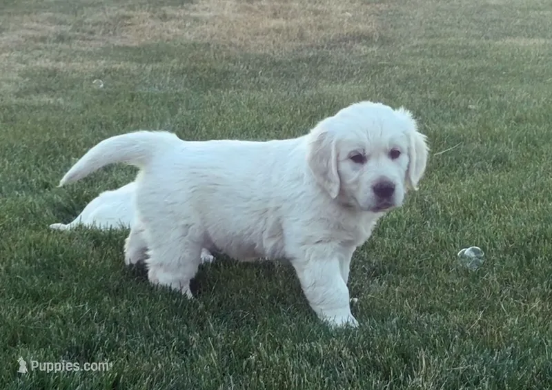 Green – English Cream Golden Retriever puppy for sale in Toppenish, WA