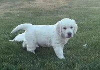 Green, a male English Cream Golden Retriever for sale in Toppenish, WA – 1 of 4