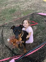 Stella, a female Doberman Pinscher for sale in Winston-Salem, NC – 8 of 8
