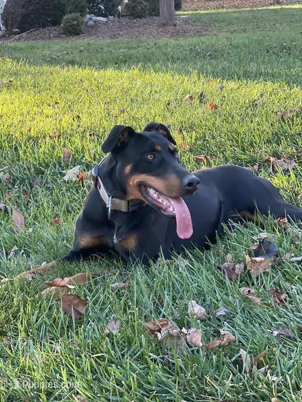 Stella – Doberman Pinscher puppy for sale in Winston-Salem, NC