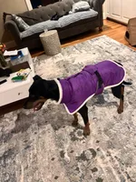 Stella, a female Doberman Pinscher for sale in Winston-Salem, NC – 4 of 8