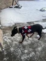 Stella, a female Doberman Pinscher for sale in Winston-Salem, NC – 6 of 8