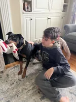 Stella, a female Doberman Pinscher for sale in Winston-Salem, NC – 2 of 8