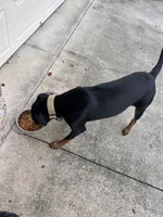 Stella, a female Doberman Pinscher for sale in Winston-Salem, NC – 3 of 8