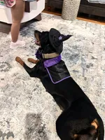 Stella, a female Doberman Pinscher for sale in Winston-Salem, NC – 7 of 8