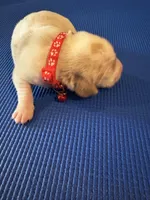 Female 4, a female Beagle for sale in Dallas, TX – Photo 4 of 7