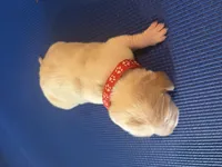 Female 4, a female Beagle for sale in Dallas, TX – Photo 7 of 7