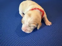 Female 4, a female Beagle for sale in Dallas, TX – Photo 1 of 7