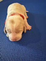 Female 4, a female Beagle for sale in Dallas, TX – Photo 2 of 7