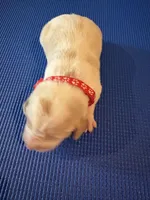 Female 4, a female Beagle for sale in Dallas, TX – Photo 6 of 7