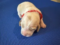 Female 4, a female Beagle for sale in Dallas, TX – Photo 3 of 7