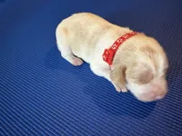 Female 4, a female Beagle for sale in Dallas, TX – Photo 5 of 7