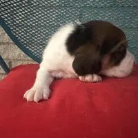 Female 5, a female Beagle for sale in Dallas, TX – Photo 6 of 6